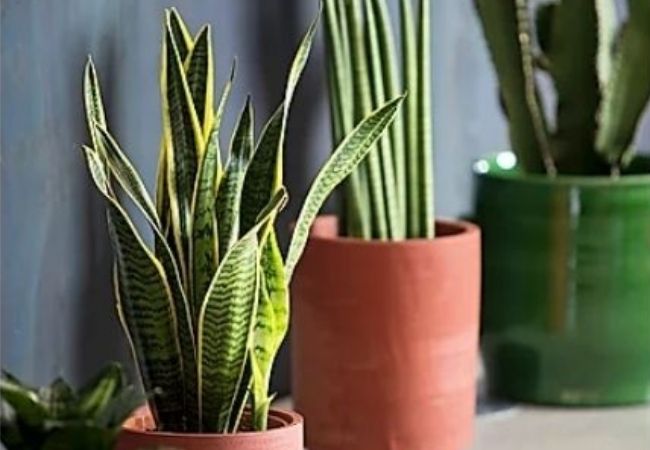 Plantas que deixam o ambiente mais úmido