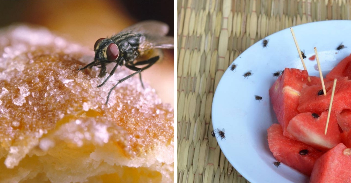 Como espantar moscas dos ambientes da casa 11 dicas