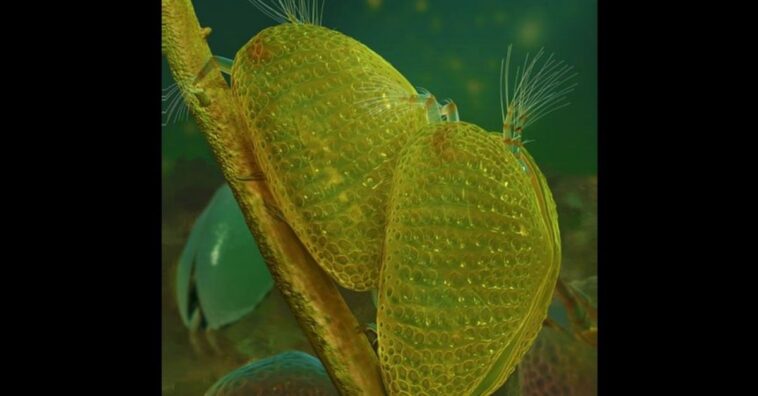 espermatozóides mais antigos do mundo