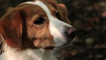 estresse dos donos contagia os caes