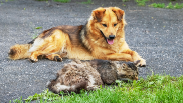 como evitar que pets fujam