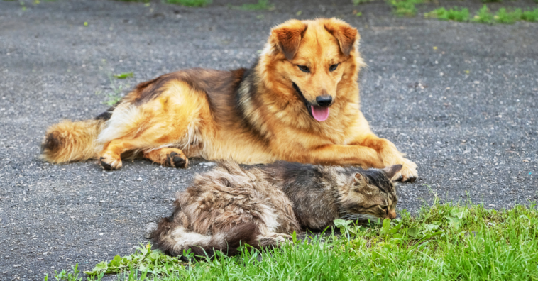 como evitar que pets fujam