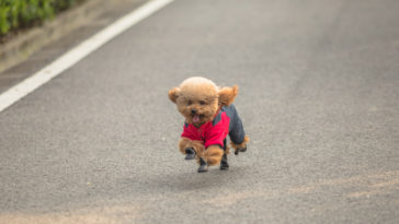 exercícios para filhotes