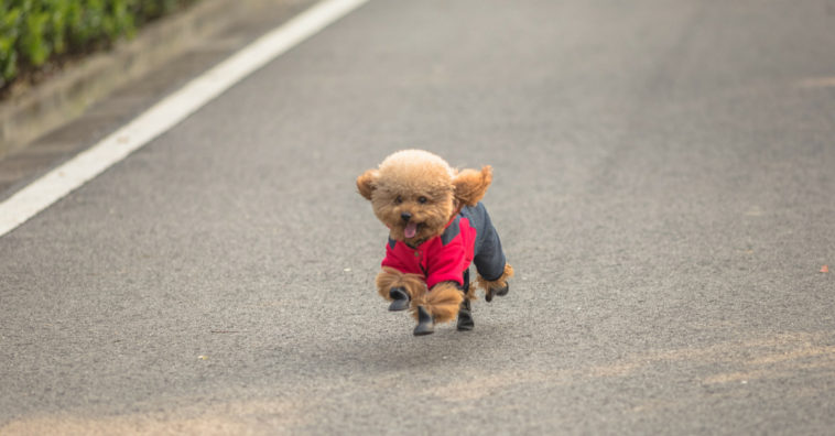 exercícios para filhotes