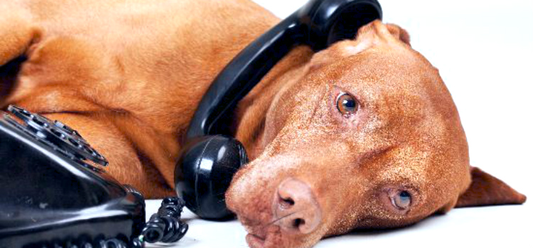 falar com seu cachorro bem