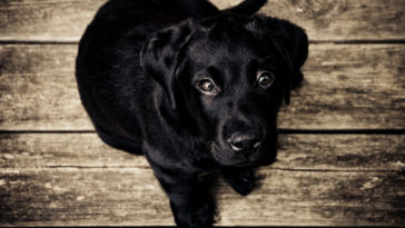 falar com seu cachorro é importante