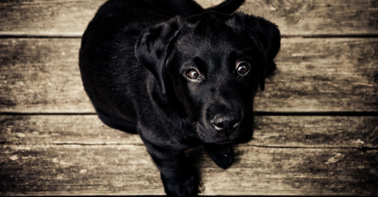 falar com seu cachorro é importante