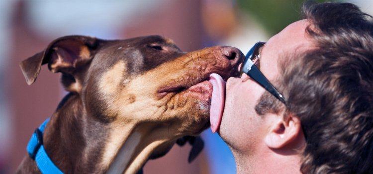 falar com seu cachorro relacao