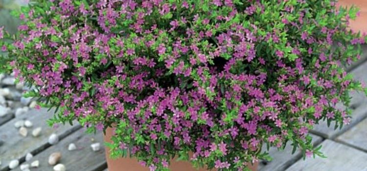 cuidados com a planta falsa érica