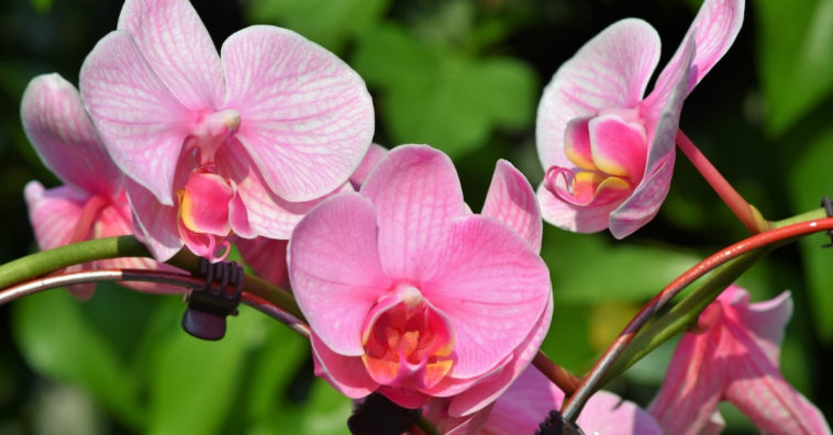 tipos de orquídeas