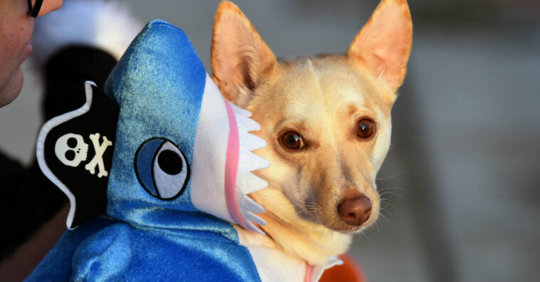 fantasias para cachorro carnaval