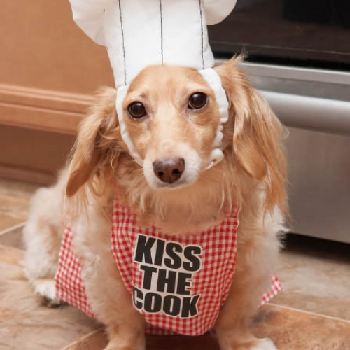 ideias de fantasias para cachorros chef