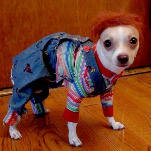 ideias de fantasias para cachorros chuck