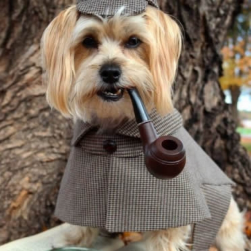 ideias de fantasias para cachorros detetive