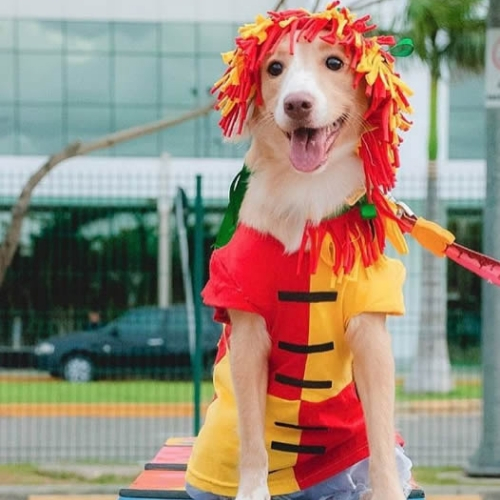 ideias de fantasias para cachorros emilia