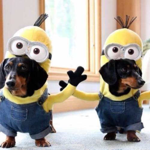 ideias de fantasias para cachorros minions