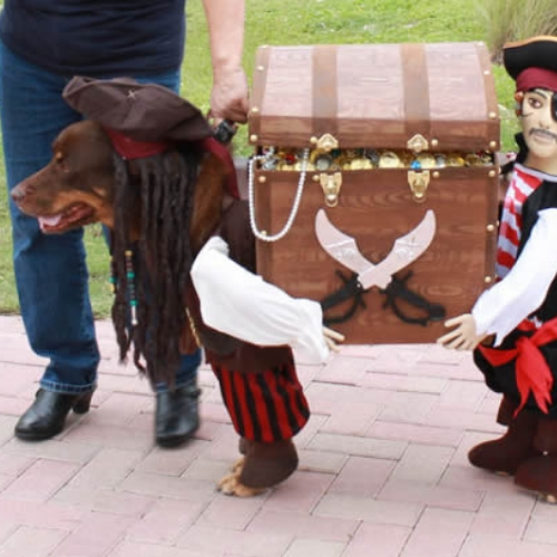 ideias de fantasias para cachorros pirata