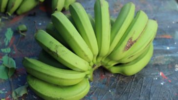 biomassa de banana verde