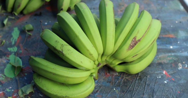 biomassa de banana verde