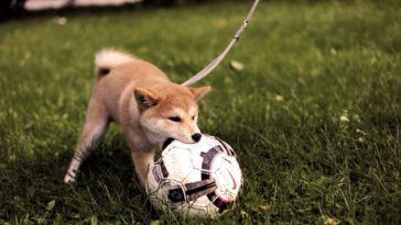fazer brinquedos para cachorro