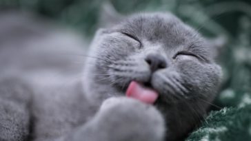 fazer brinquedos para gatos