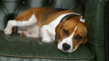 cachorro parar de destruir