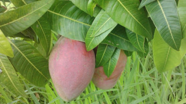 chá de folha de manga