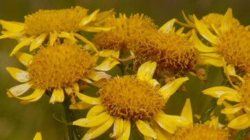 fazer chá de arnica