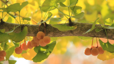 chá de ginkgo biloba