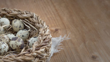 conserva de ovo de codorna