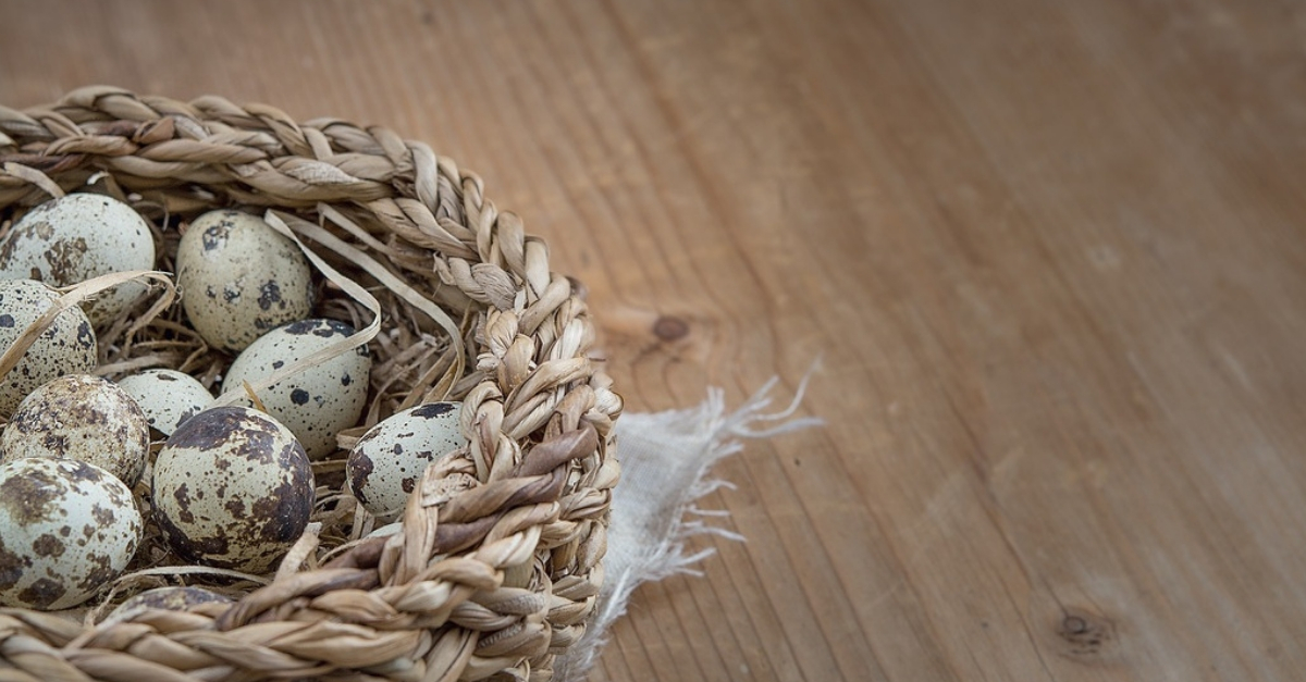 Como fazer conserva de ovo de codorna