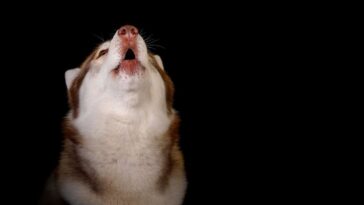 fazer cão parar de uivar