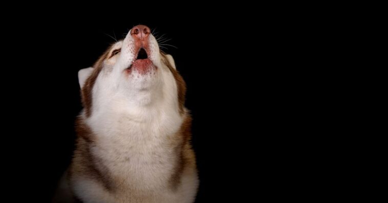 fazer cão parar de uivar