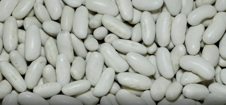 tipos de feijão branco