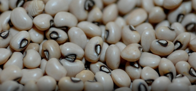 tipos de feijão fradinho