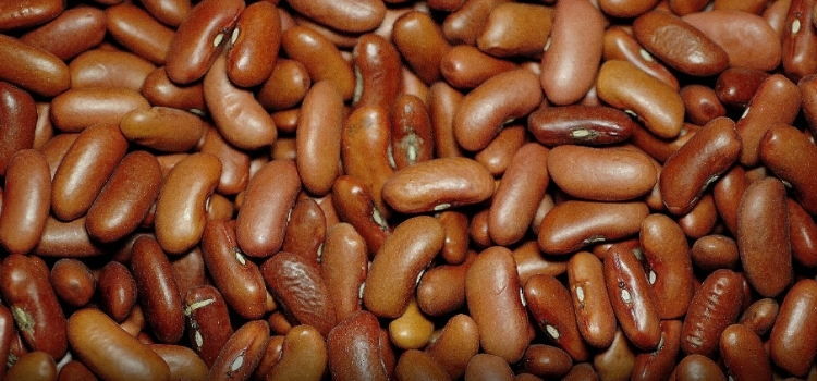 tipos de feijão jalo roxo