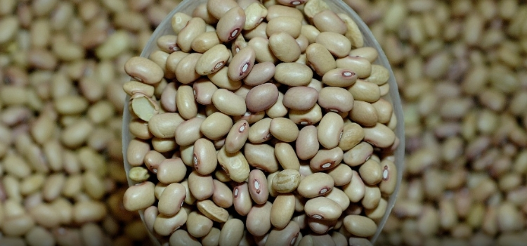 tipos de feijão rosinha