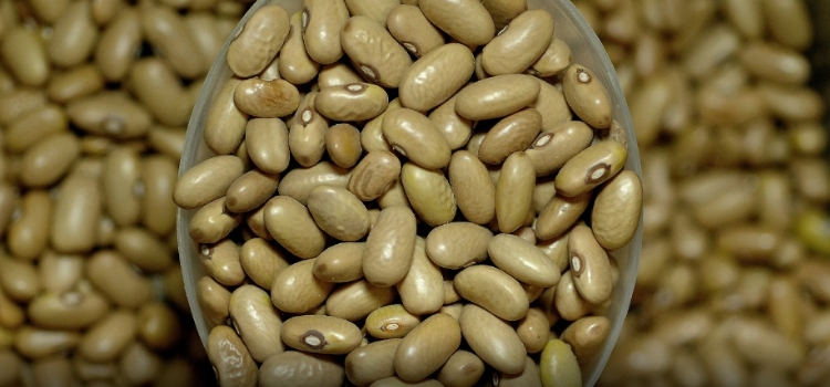 tipos de feijão jalo