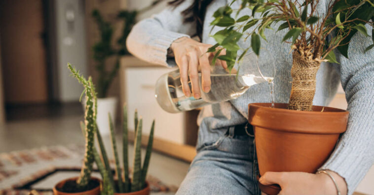 como fazer fertilizante com casca de banana