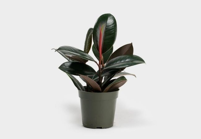 planta ficus elastica burgundy