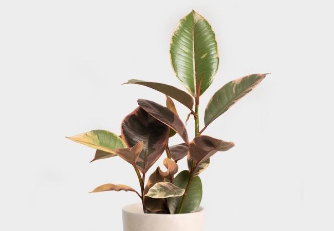 planta ficus elastica rubi