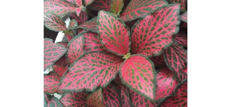 planta fitônia plantas pequenas