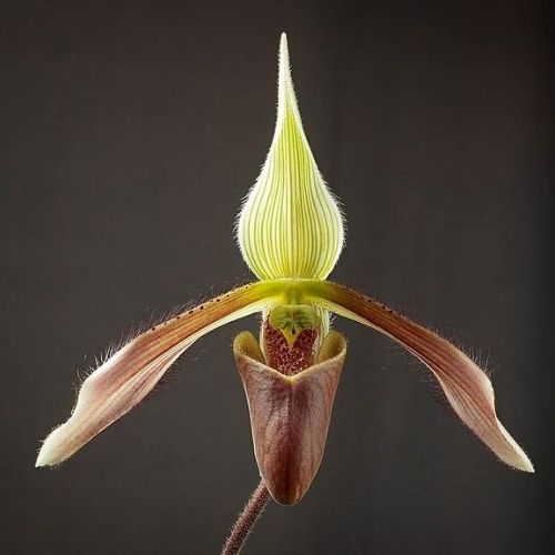 variação de flor alongada