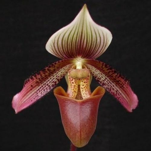 variação de flor arroxeada