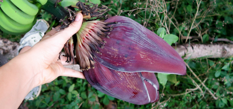 flor de bananeira