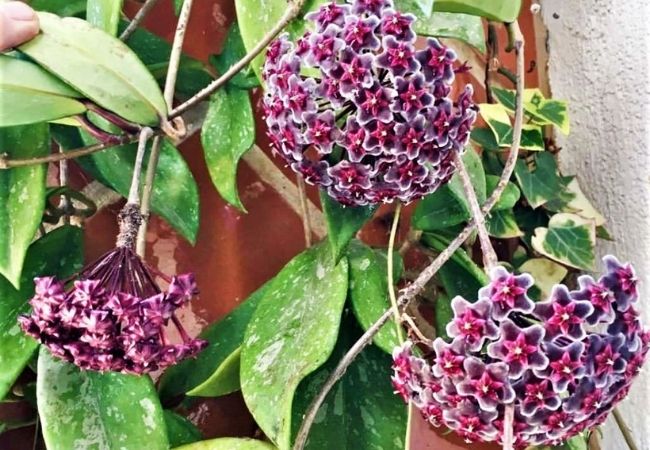 flores de sombra flor de cera