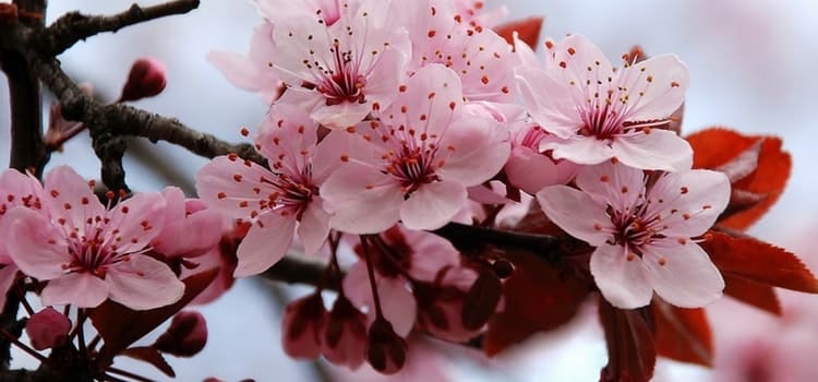 flor de cerejeira tradição áustria