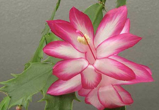 flor brasileira flor-de-maio
