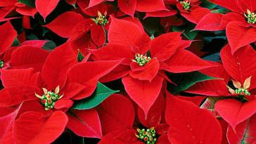 planta estrela-de-natal