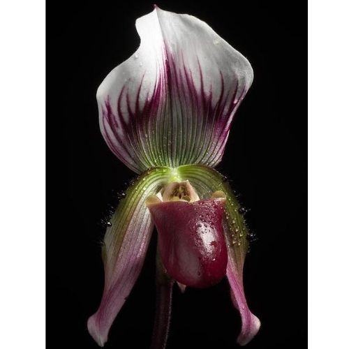 variação de flor roxa e branca